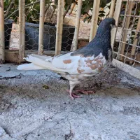 کبوتر شهری ماده