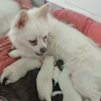 پاکوتا دم فر گوش تیز فحل