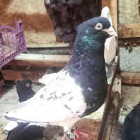 نرو ماده  کله سیاه|پرنده|اهواز, منبع اب|دیوار
