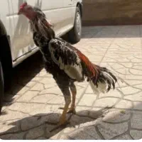 خروس لاری