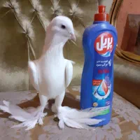 کبوتر لوتی ارکح