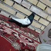 کبوتر رنگی|پرنده|شوشتر, |دیوار