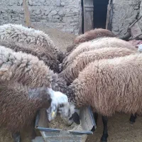 فروش بره پای پروار نژاد شال وافشار بصورت تکی وعمده