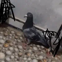 کبتر