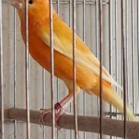 قناری رنگی|پرنده|شهرکرد, |دیوار