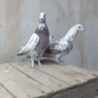 کفتر پرشی|پرنده|قم, گلزار|دیوار