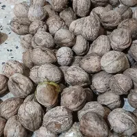 گردو تازه ملکشاهی بهترین گردو جفتی ۱۵ بدون پوست