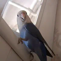 طوطی برزیلی|پرنده|کرج, کمال‌شهر|دیوار