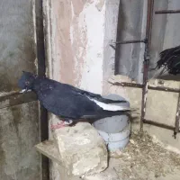 کفتر|حیوانات|مشهد, توس (بلوار توس)|دیوار