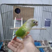 طوطی گرینچیک|پرنده|فشاپویه, |دیوار