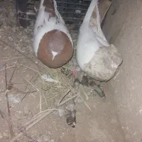 سینه لیمویی  وقرمز
