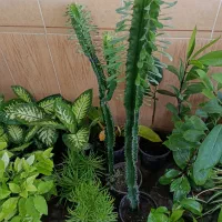 گل آپارتمانی با نازلترین قیمت|گل و گیاه طبیعی|بیرجند, |دیوار