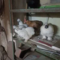 تخم نطفه داره ابریشمی