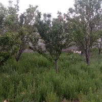 زمین باغی دور دیوار روستای جهانکوب|فروش زمین و ملک کلنگی|مشهد, توس فردوسی|دیوار
