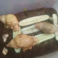 هلزون بالغ 1/۵بزرگ 13سانتی تخم گزار