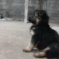 واگزاری سگ ژرمن