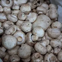 قارچ گلخونه ای