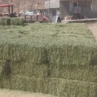 یونجه