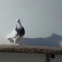 کبوتر طوقی|پرنده|خمینی‌شهر, |دیوار