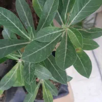 همه گل ها سرحال وشاد هستند|گل و گیاه طبیعی|آبیک, |دیوار