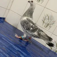 سلام. شامی و سوسکی سبز موقعیت کاشمر|پرنده|کاشمر, |دیوار