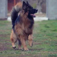 توله ژرمن شپرد کینگ‌ سایز بلک شولاین فوق کیفیت