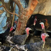 بوقلمون خانگی رسمی بومی ارگانیک|حیوانات مزرعه|وحیدیه, |دیوار