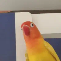 گمشده طوطی برزیلی