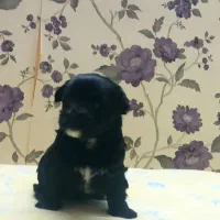 شیتزو کراس توله