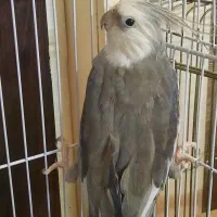 یک جفت عروس هلندی