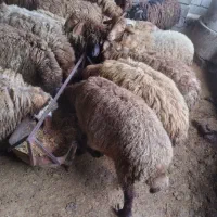 گوسفندبره ۳۵الی۵۰ کیلویی
