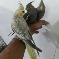 عروس هلندی دستی