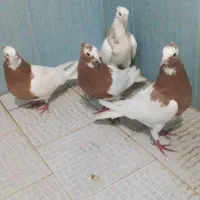 دوجفت طوقی عروسک ۳تا طوق زرد ۳ بر قفل