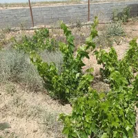 خدمات درست کردن استخرویلاشخم باتیلرسم پاشی باغبانی|خدمات باغبانی و درختکاری|اراک, |دیوار