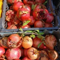 فروش انار ربی ترک همراه با انارهای ریز سالم