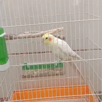 عروس هلندی سخنگو