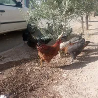 تعدادی مرغ و خروس جوان