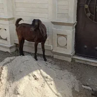 بز آبستن کلک|حیوانات مزرعه|گنبد کاووس, |دیوار