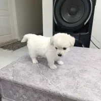 سگ پودل کراس مالتیز فقط8500|سگ|کرج, فاز ۴ مهرشهر|دیوار