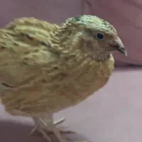 بلدرچین نر
