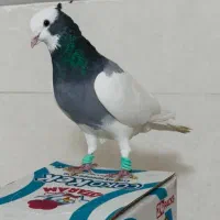 طوقی طوق سبز نر درشت ذات قدیم