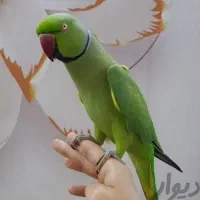 اطلس طوطی گیرینچیک ملنگو لری سخنگو(مغازه معتبر)