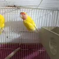 طوطی