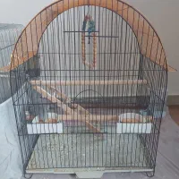 عروس هلندی مولد