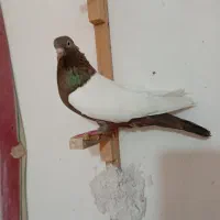 کفتر بهبهانی