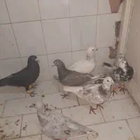 کفتر ،آس|حیوانات|تربت‌حیدریه, باغ سلطانی|دیوار