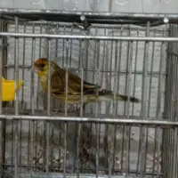 سره دهندار دهن سبک ایوب رحمتی ول ول گاله دار|پرنده|تهران, بوستان سرخه حصار|دیوار