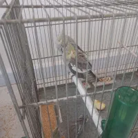 عروس هلندی معاوضه با سهره یا قناری|پرنده|فردیس, فردیس|دیوار