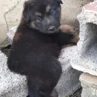 توله سگ شیانلو