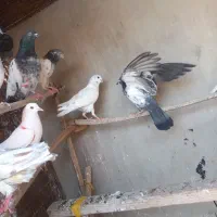 کبوترپرشی ساعت بالا قلعه قاضی محله ابوذر